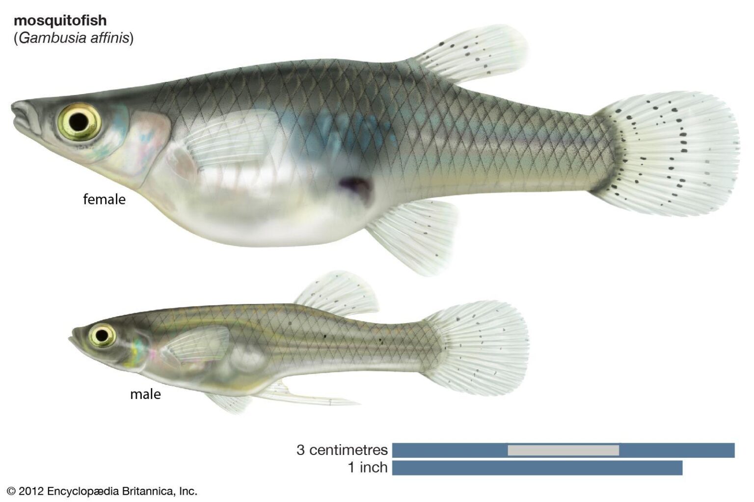 Fish Laying on Bottom of Tank? Understanding Fish Behavior