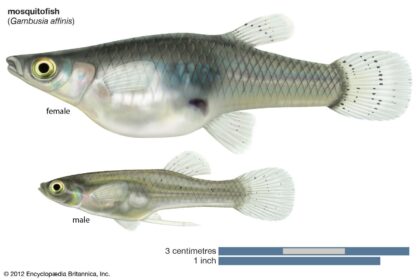 Fish Laying on Bottom of Tank? Understanding Fish Behavior