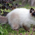 Balinese Cat Characteristics: Discovering This Graceful Breed