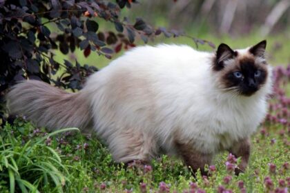 Balinese Cat Characteristics: Discovering This Graceful Breed