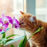 How to Get Rid of Cat Smell in House: Freshen Up Your Home