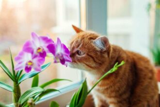 How to Get Rid of Cat Smell in House: Freshen Up Your Home