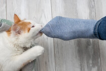 Why Does My Cat Bite My Feet? Understanding This Playful Habit