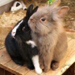 Do Bunnies Like the Dark? Understanding Rabbit Preferences