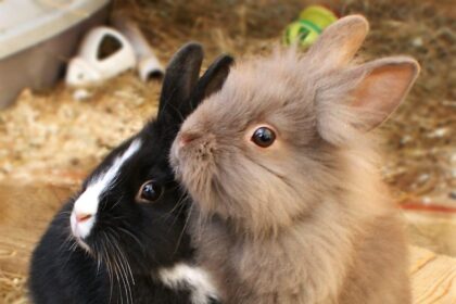 Do Bunnies Like the Dark? Understanding Rabbit Preferences