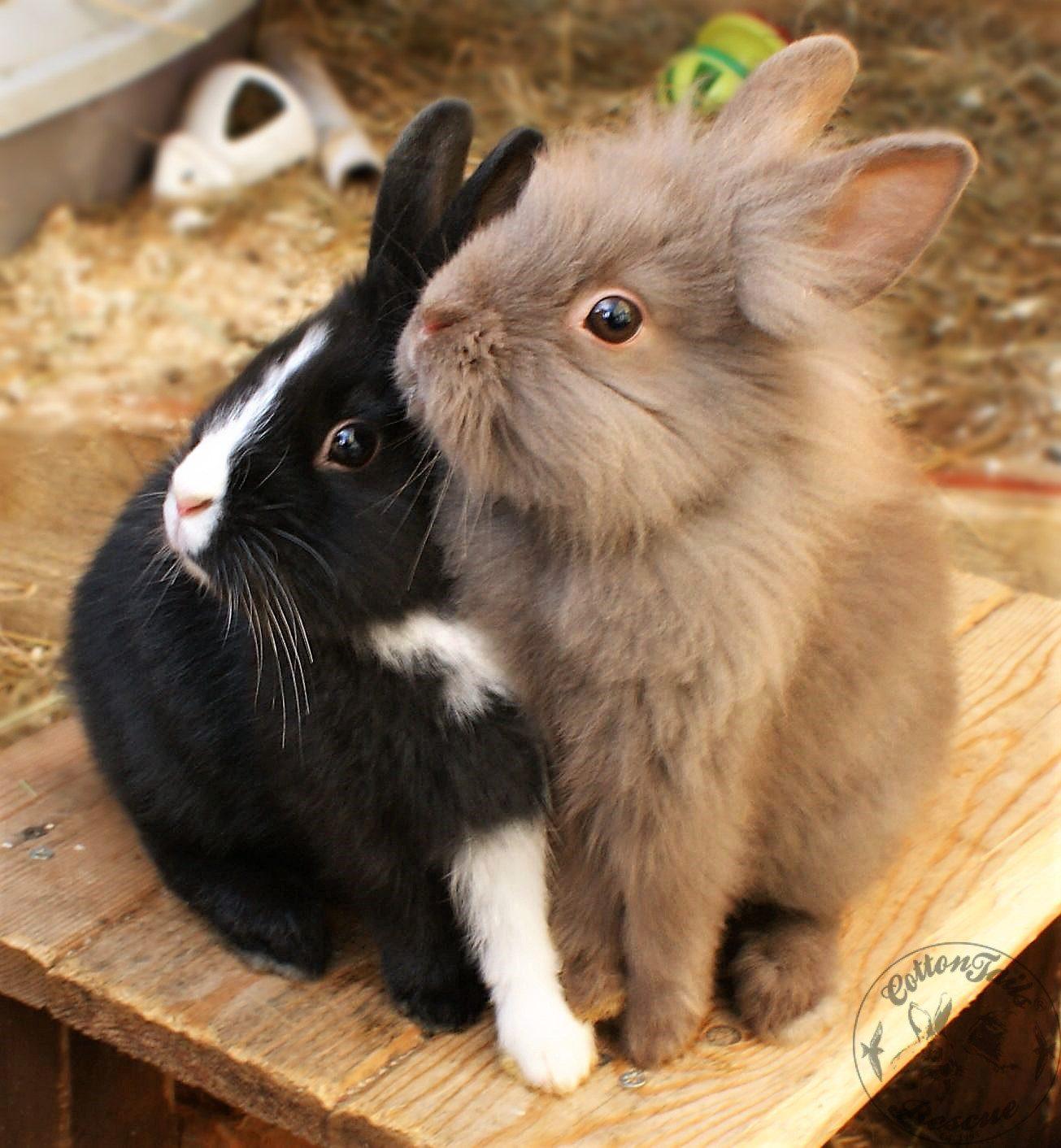 Do Bunnies Like the Dark? Understanding Rabbit Preferences