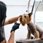 How to Groom a Dog with Clippers: DIY Tips for a Great Cut