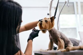 How to Groom a Dog with Clippers: DIY Tips for a Great Cut