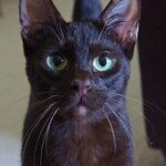 Havana Brown Cat Characteristics: All About This Unique Breed