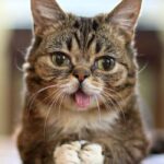 Cat with Down Syndrome: Understanding Feline Chromosome Disorders