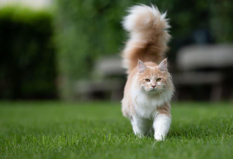 Cat Tail Straight Up Meaning: Decoding Feline Body Language