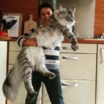 Maine Coon Characteristics Female: What to Expect from Your Feline