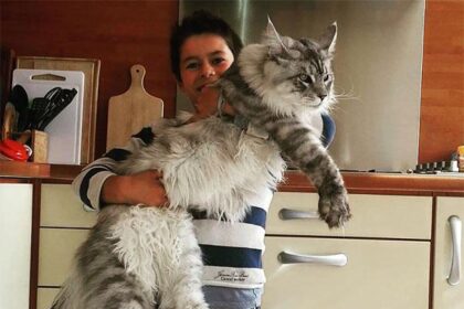 Maine Coon Characteristics Female: What to Expect from Your Feline