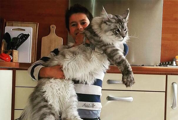 Maine Coon Characteristics Female: What to Expect from Your Feline