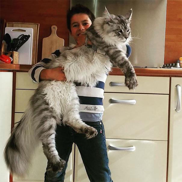 Maine Coon Characteristics Female: What to Expect from Your Feline