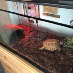 Russian Tortoise Enclosure: Creating a Perfect Home for Your Pet