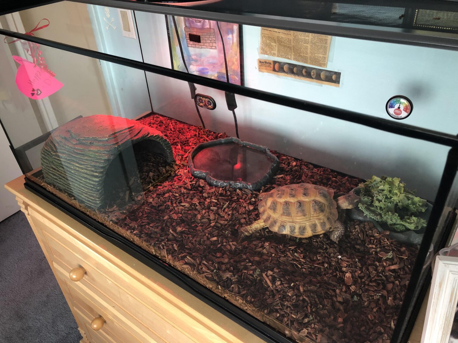 Russian Tortoise Enclosure: Creating a Perfect Home for Your Pet