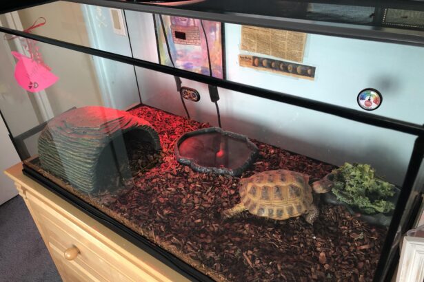 Russian Tortoise Enclosure: Creating a Perfect Home for Your Pet