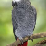 How Much Is an African Grey Parrot? A Guide to Cost and Care