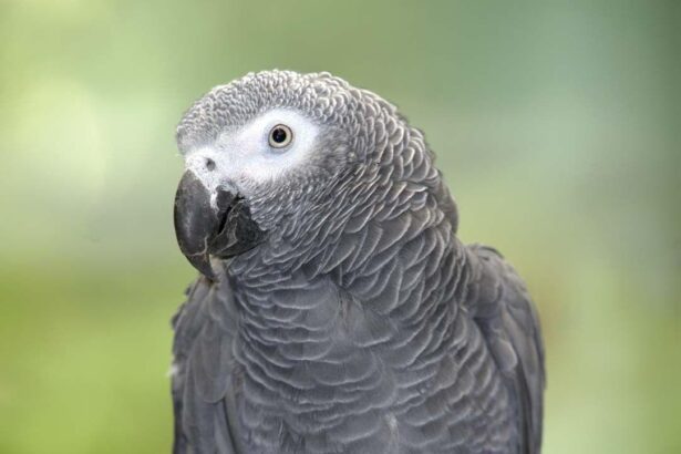 How Much Is an African Grey Parrot? A Guide to Cost and Care