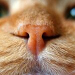 Should a Cat’s Nose Be Wet? Understanding Feline Health Signals