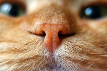 Should a Cat’s Nose Be Wet? Understanding Feline Health Signals