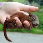 What Kind of Milk Do You Feed Baby Squirrels? Caring for Orphaned Squirrels