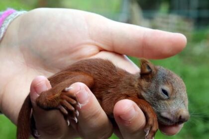 What Kind of Milk Do You Feed Baby Squirrels? Caring for Orphaned Squirrels