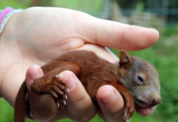 What Kind of Milk Do You Feed Baby Squirrels? Caring for Orphaned Squirrels