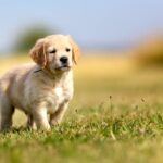 How Much to Feed Golden Retriever Puppy: A Puppy Feeding Guide