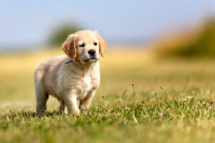 How Much to Feed Golden Retriever Puppy: A Puppy Feeding Guide