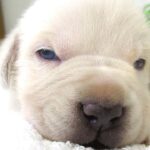 When Do Puppies Open Their Eyes? All About Puppy Development