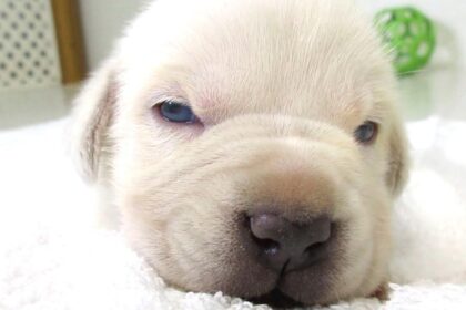 When Do Puppies Open Their Eyes? All About Puppy Development