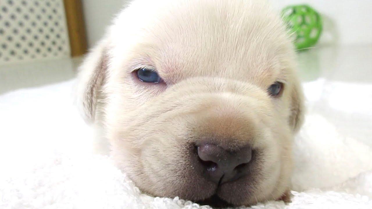 When Do Puppies Open Their Eyes? All About Puppy Development