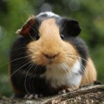 Can Guinea Pigs Eat Hamster Food? What You Need to Know