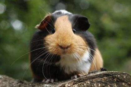 Can Guinea Pigs Eat Hamster Food? What You Need to Know