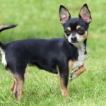 Chihuahua with Tongue Out: Why Does Your Pup Do This?