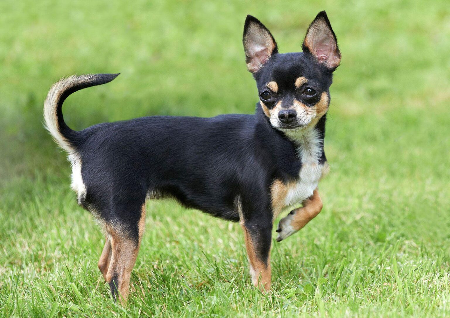 Chihuahua with Tongue Out: Why Does Your Pup Do This?