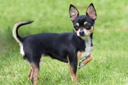 Chihuahua with Tongue Out: Why Does Your Pup Do This?