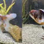 Why Are My Goldfish Turning Black? Understanding Color Changes