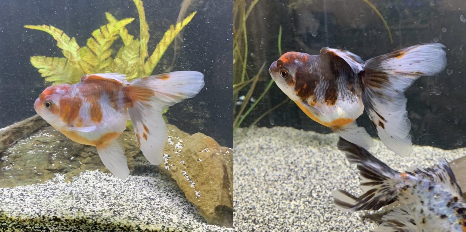 Why Are My Goldfish Turning Black? Understanding Color Changes