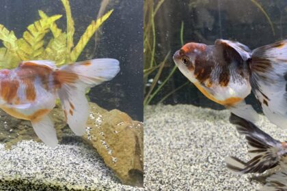 Why Are My Goldfish Turning Black? Understanding Color Changes