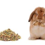 What to Feed Baby Bunny: Ensuring Proper Nutrition for Growing Rabbits