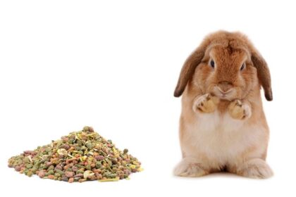 What to Feed Baby Bunny: Ensuring Proper Nutrition for Growing Rabbits