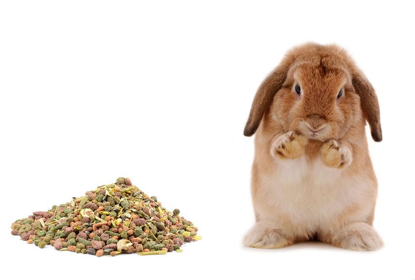 What to Feed Baby Bunny: Ensuring Proper Nutrition for Growing Rabbits