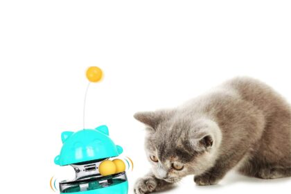 Cat Food Toy: Engaging Ways to Feed and Play with Your Cat