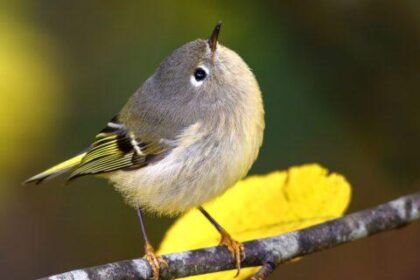 Can Birds Eat Chocolate? Foods to Avoid for Feathered Friends