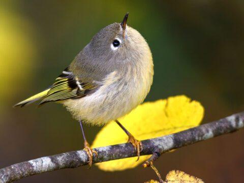 Can Birds Eat Chocolate? Foods to Avoid for Feathered Friends