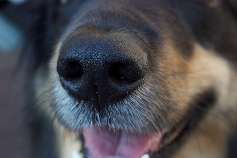 Common ⁣Causes of a Dogs Nose ‍Turning‍ Pink