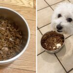 Best Dog Food for Goldendoodles: Keeping Your Pup Healthy